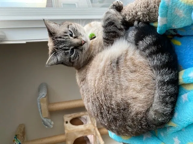 Lost cat in Redondo Beach, CA, 90278