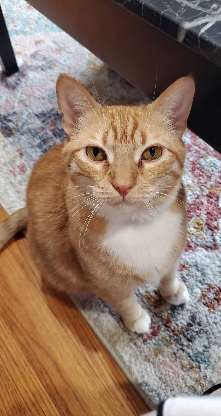 Lost cat in Hammond, WI, 54015