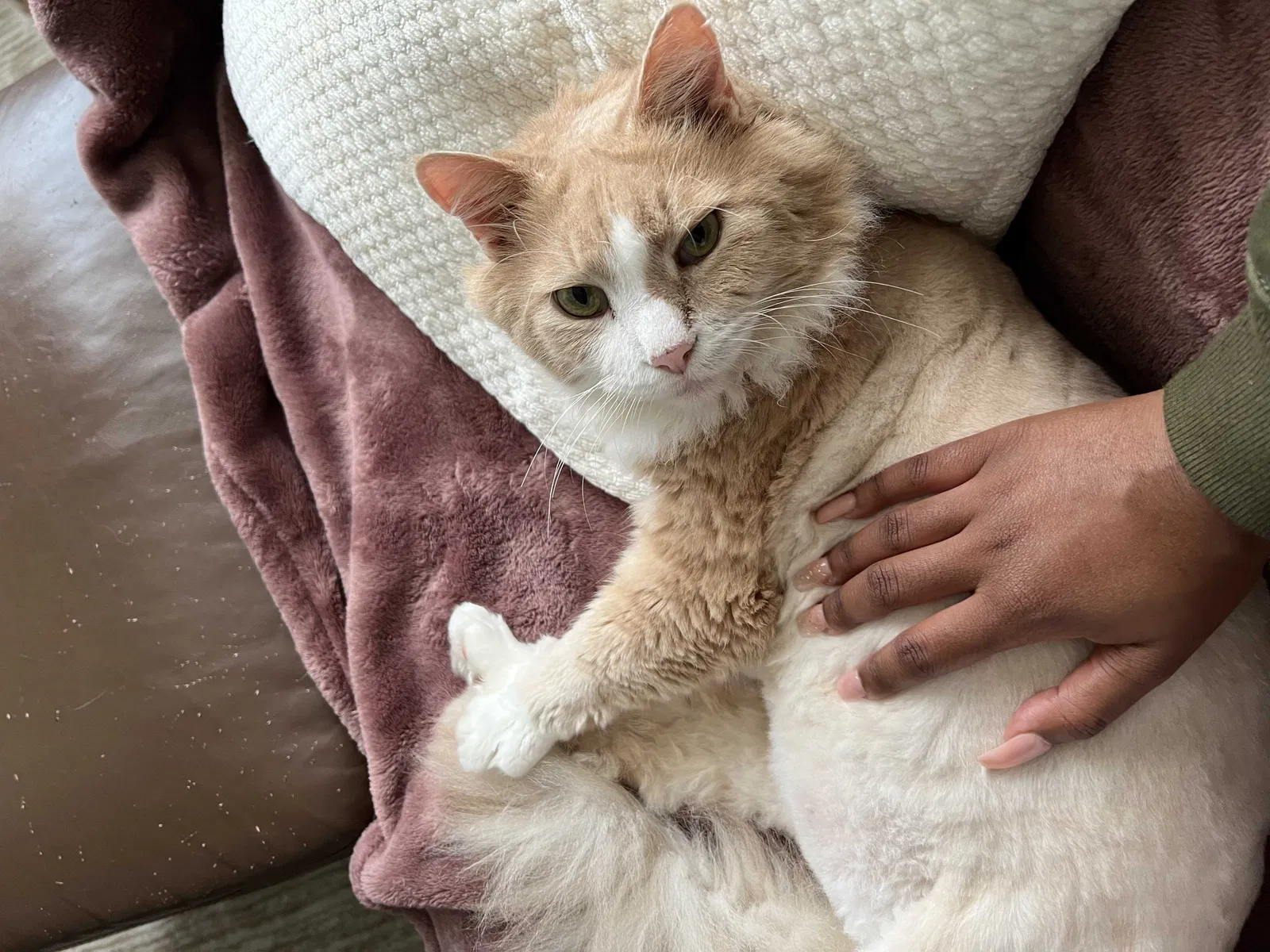 Lost cat in Marietta, GA, 30060
