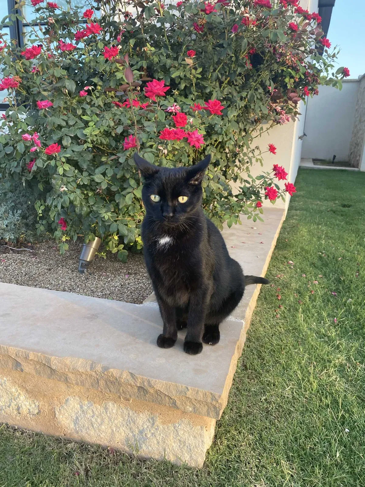 Lost cat in Lubbock, TX, 79424