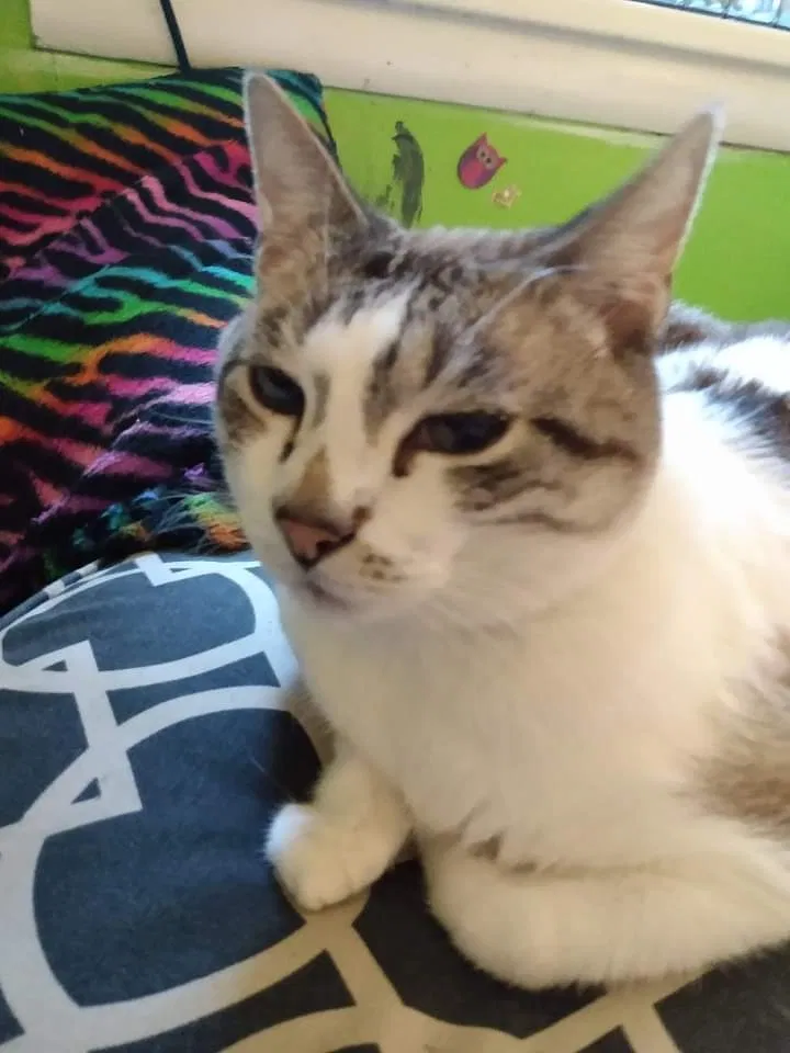 Lost cat in North Little Rock, AR, 72116