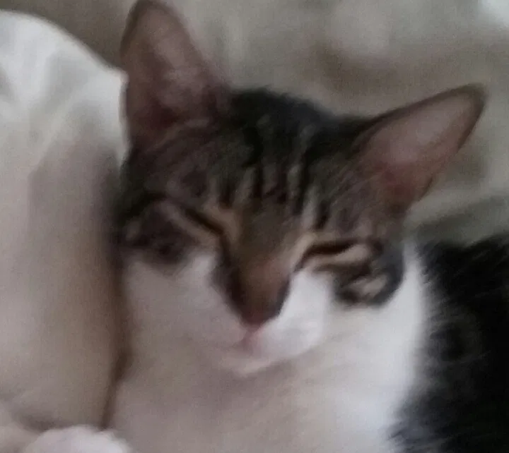 Lost cat in Las Vegas, NV, 89104