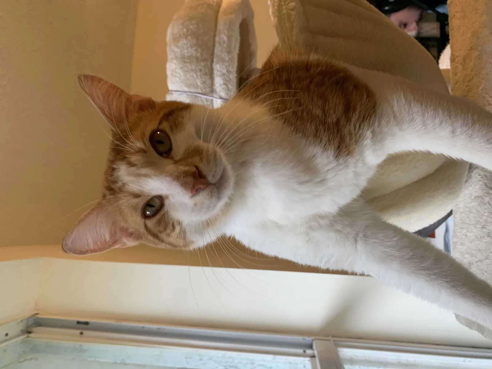 Lost cat in Port Saint Lucie, FL, 34983