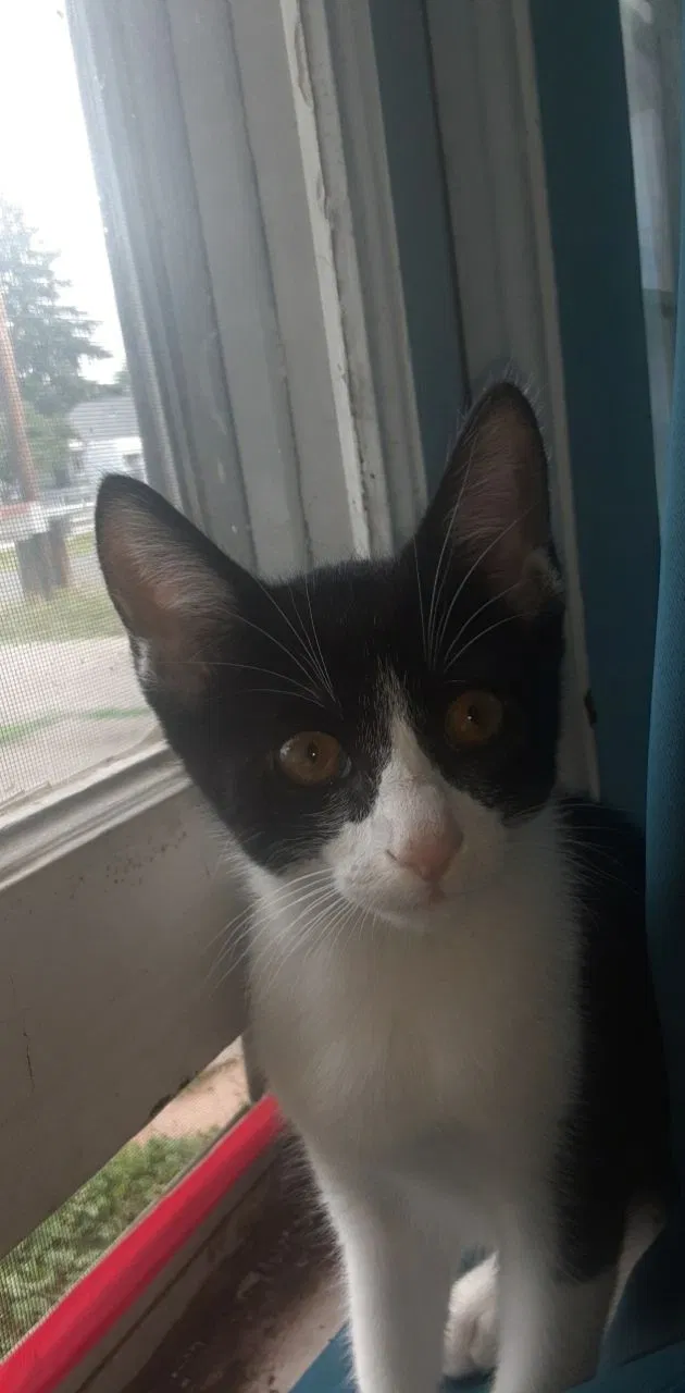 Lost cat in Vancouver, WA, 98665