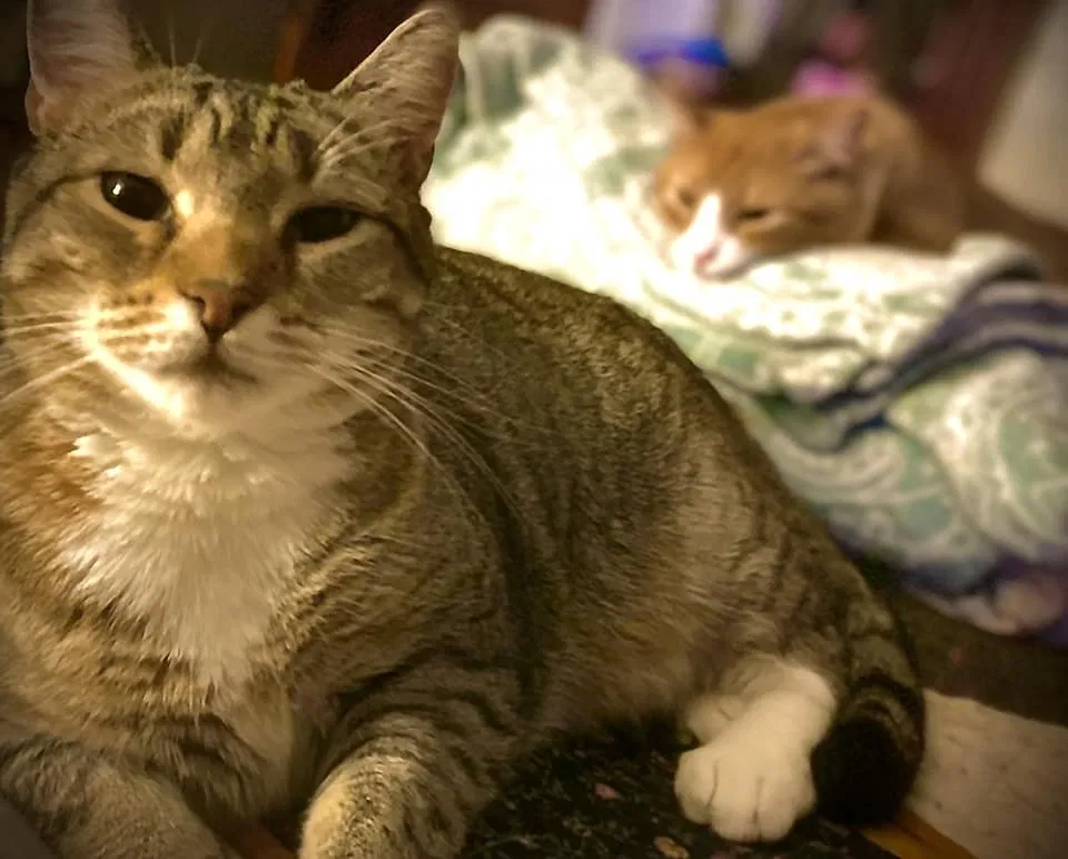 Lost cat in Worcester, MA, 1607