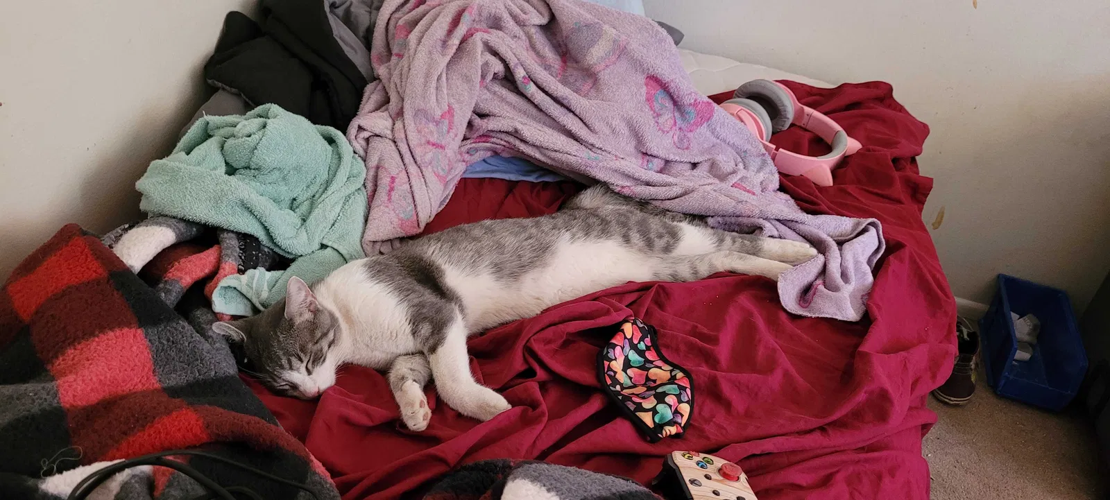Lost cat in Peoria, AZ, 85381