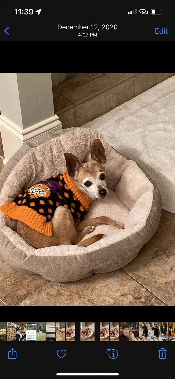 Lost dog in Beaufort, SC, 29902