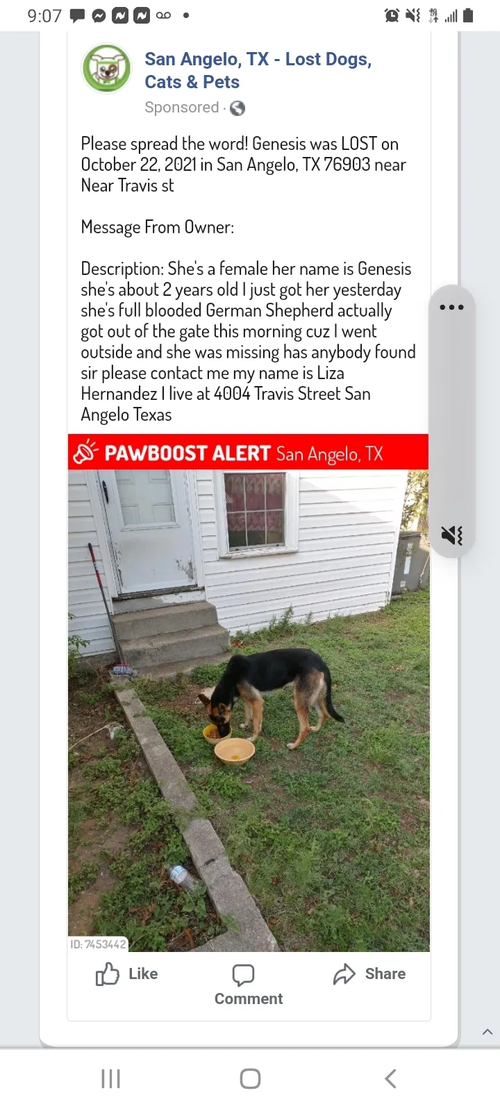 Lost dog in San Angelo, TX, 76903