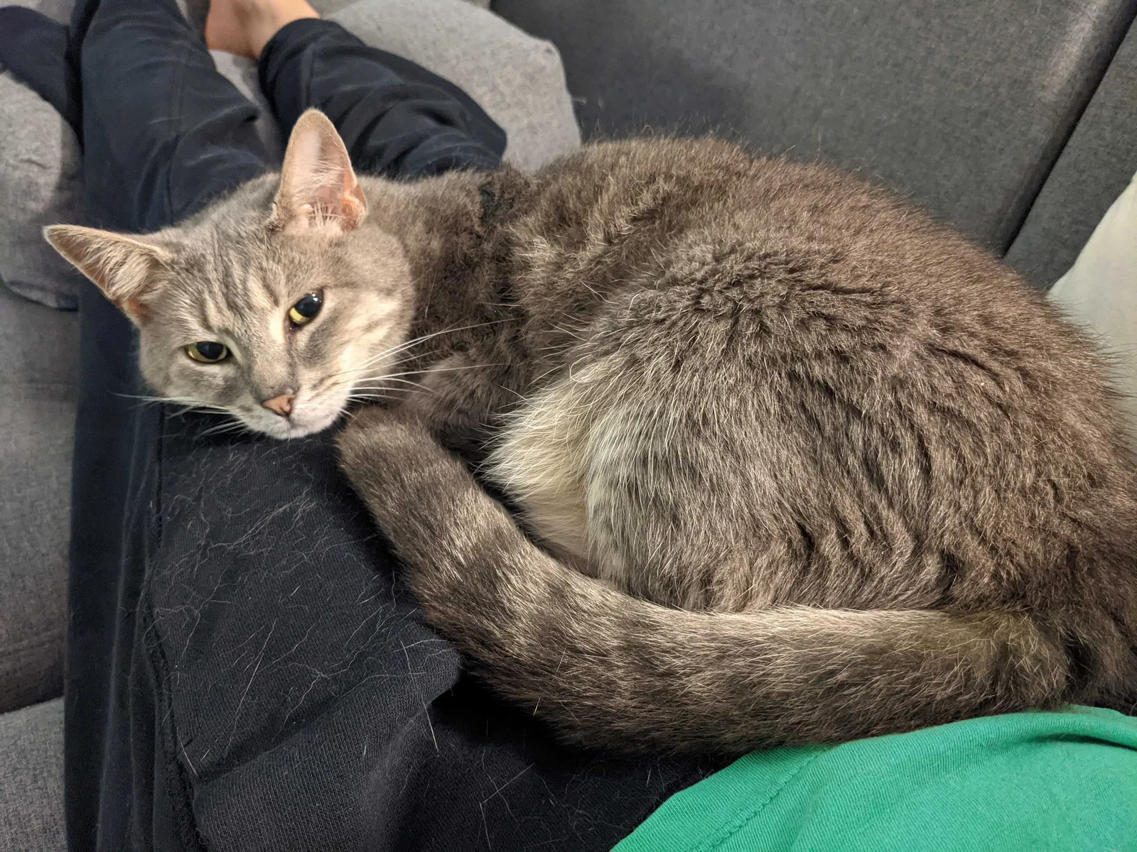 Lost cat in Summerfield, NC, 27358