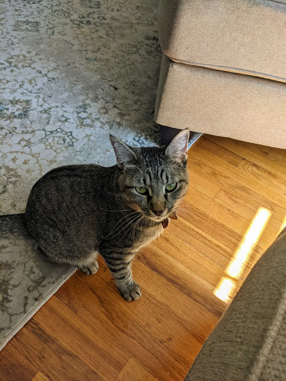 Lost cat in Nashville, TN, 37211