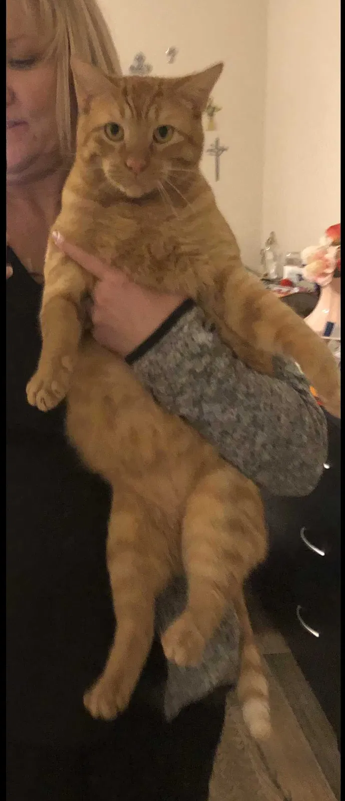 Lost cat in Weatherford, TX, 76087