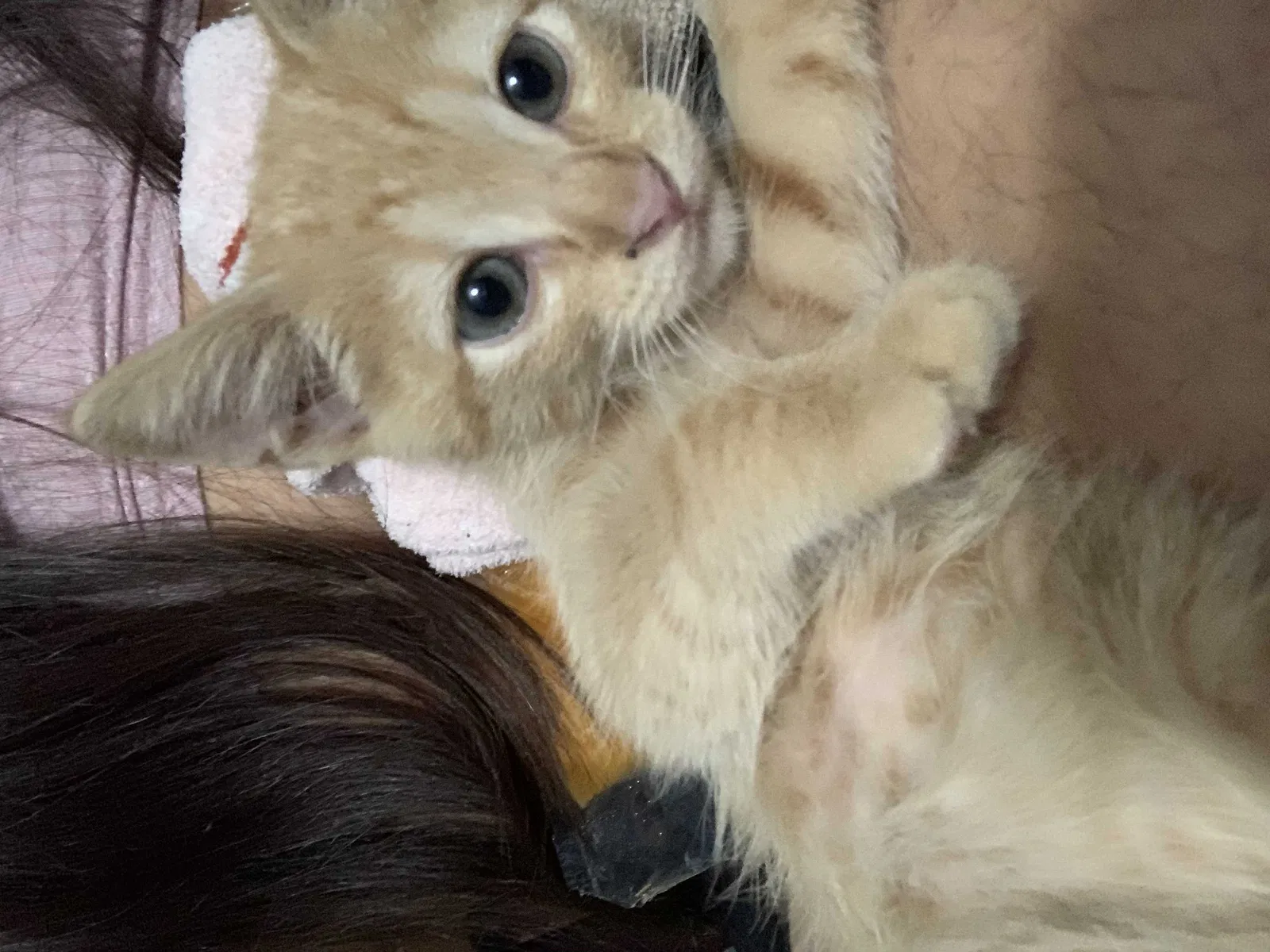 Lost cat in Plano, TX, 75074