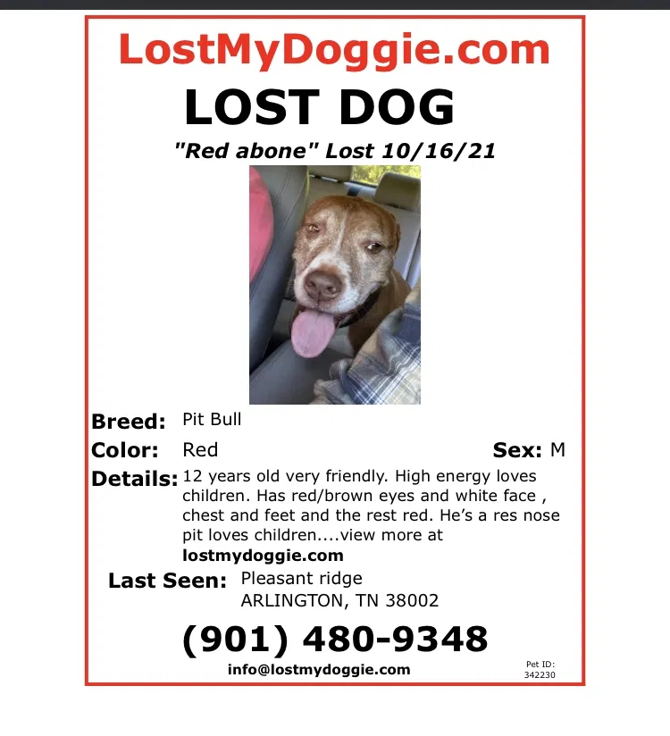 Lost dog in Arlington, TN, 38002