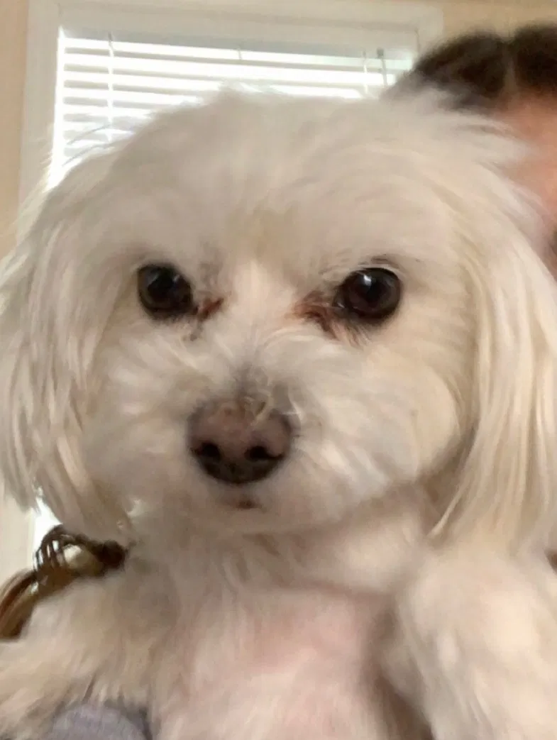 Lost dog in Garrison, NY, 10524