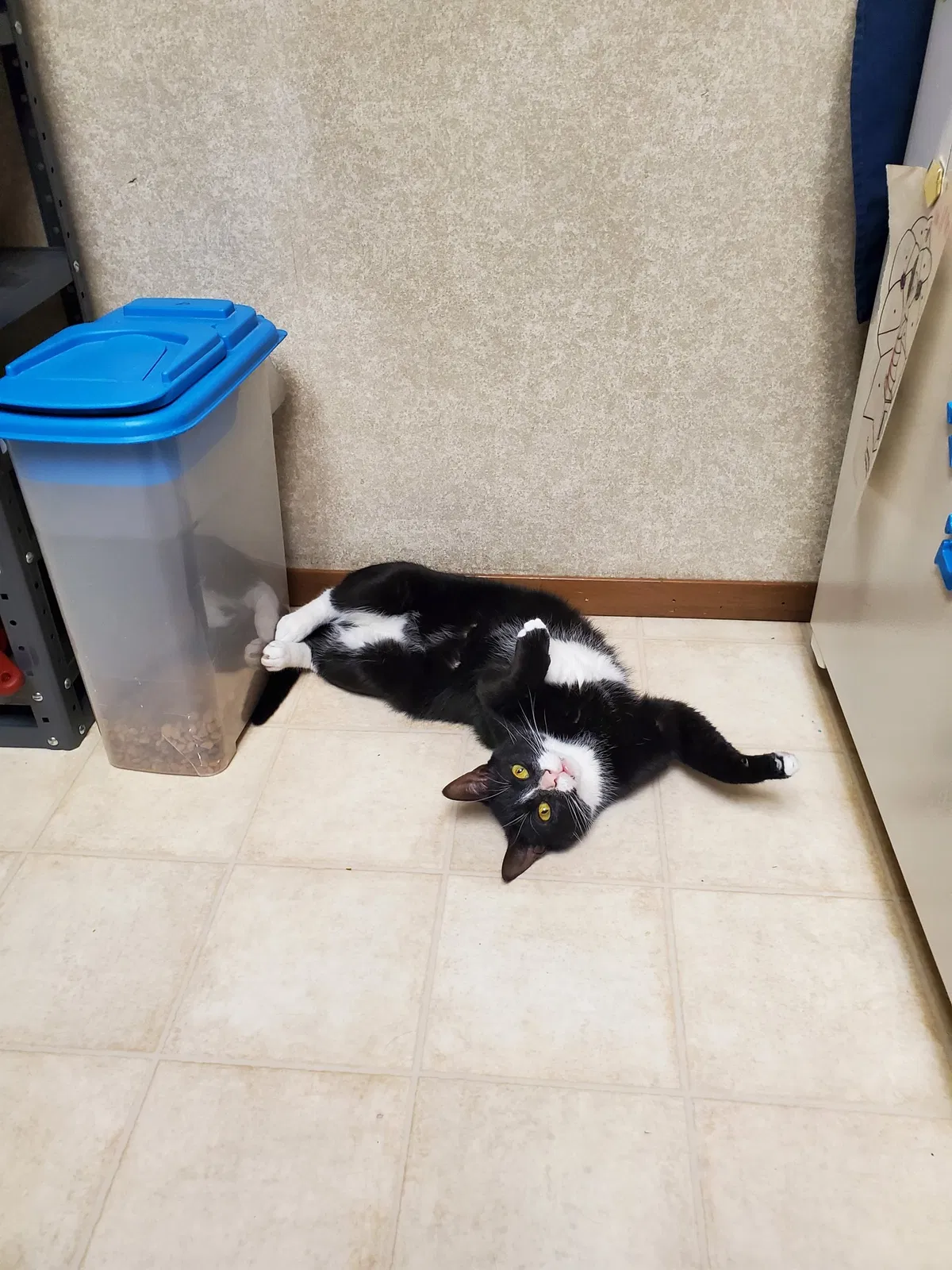 Lost cat in Grand Rapids, MI, 49505