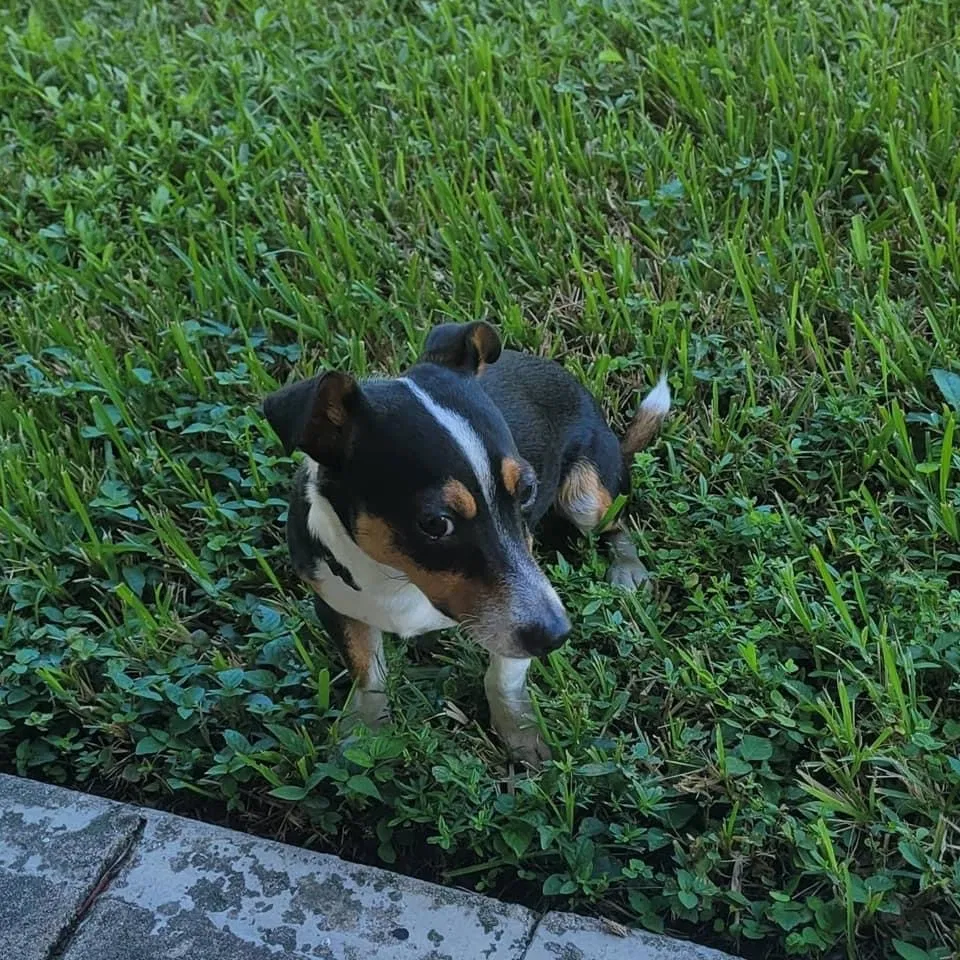 Lost dog in Fort Lauderdale, FL, 33315