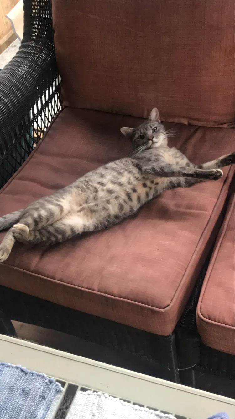 Lost cat in Blue Springs, MO, 64015