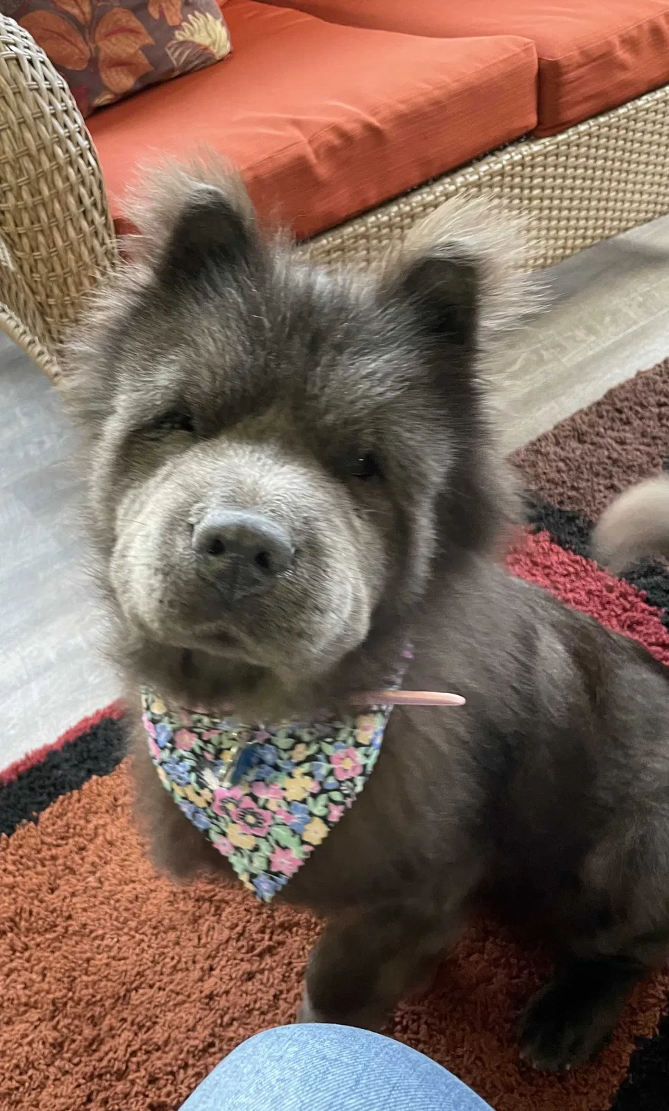 Lost dog in Middlefield, OH, 44062