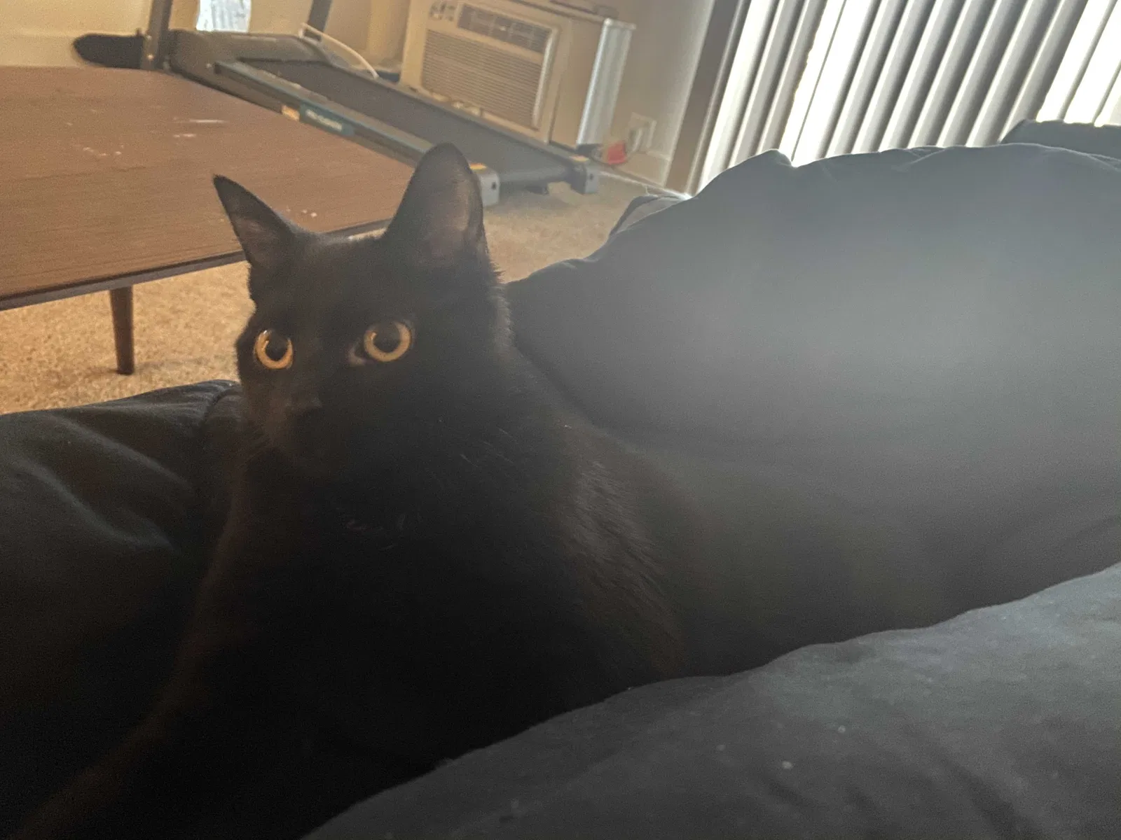 Lost cat in New Windsor, NY, 12553