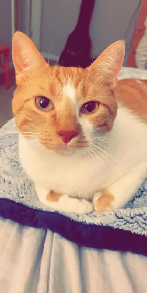 Lost cat in Fort Wayne, IN, 46815