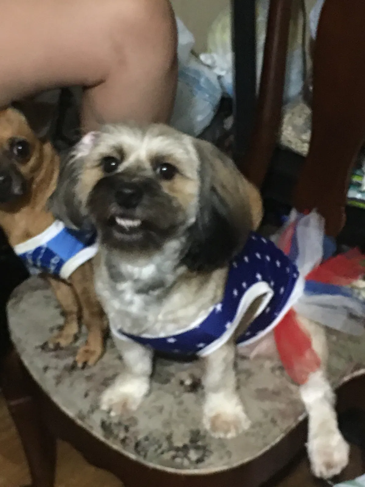 Lost dog in Lake Worth, FL, 33463