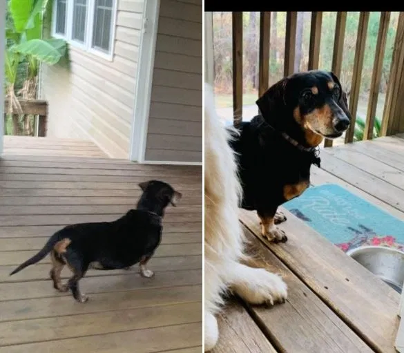 Lost dog in Aiken, SC, 29803