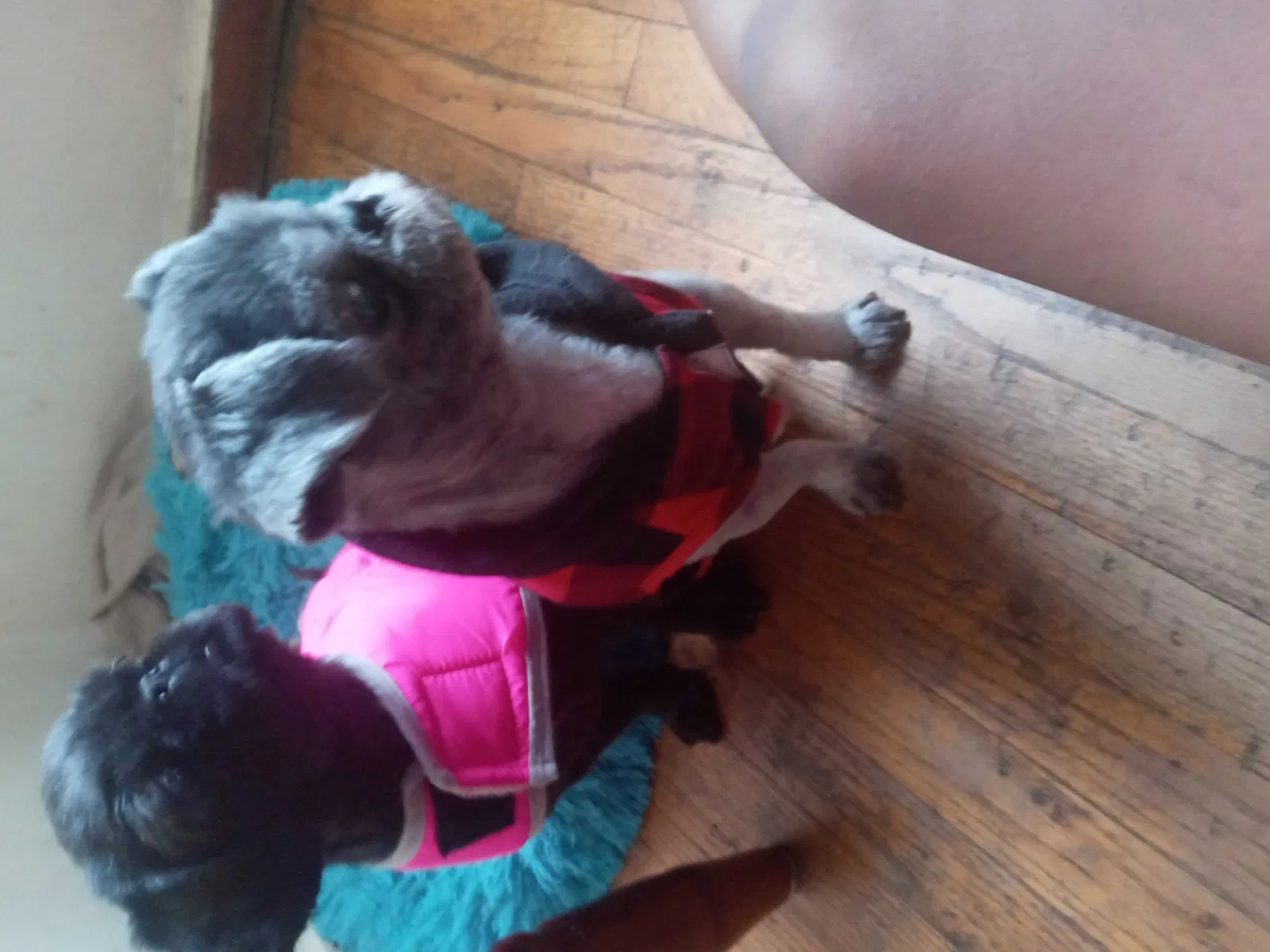 Lost dog in Indianapolis, IN, 46222