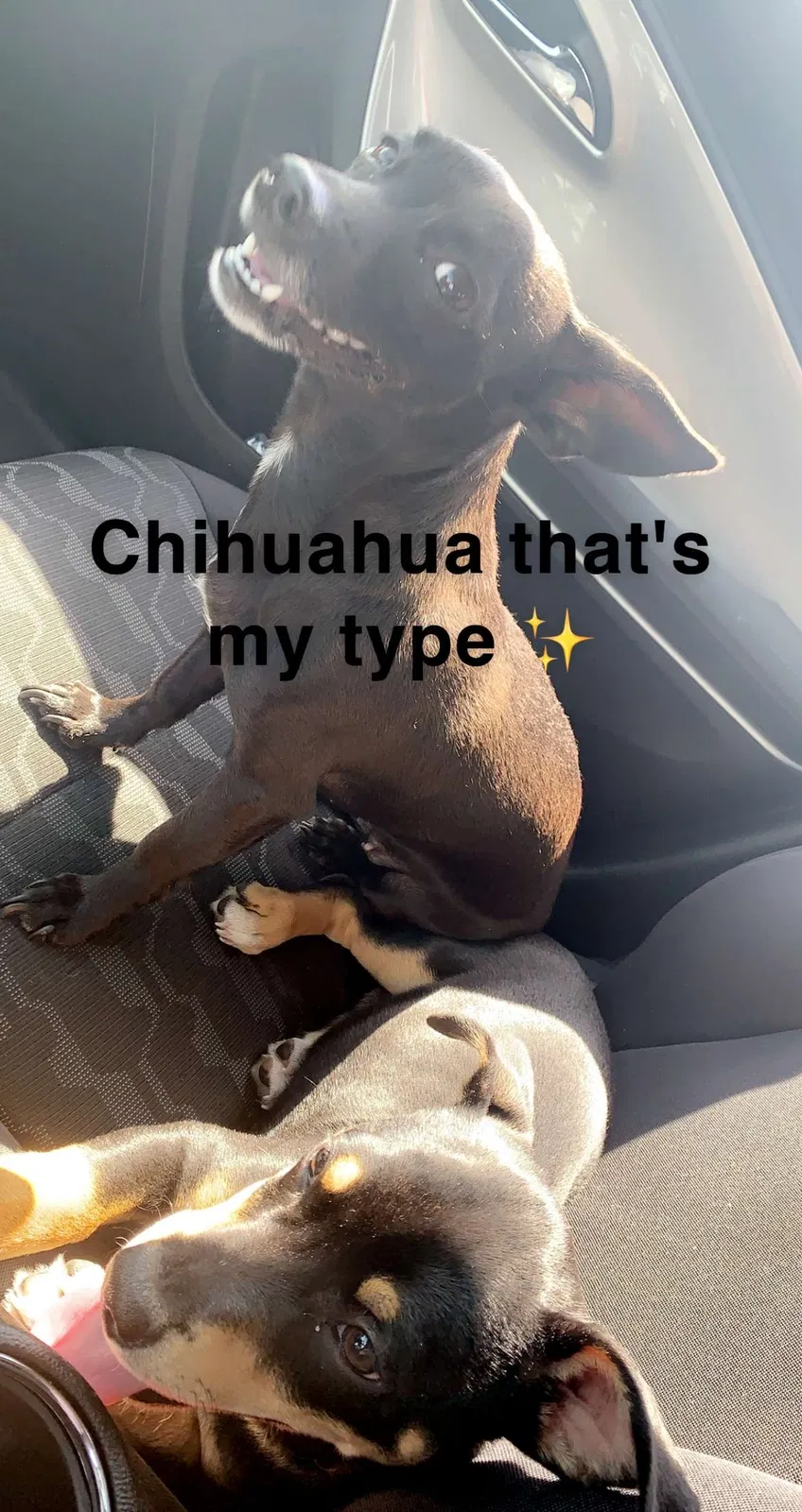Lost dog in Fresno, CA, 93703