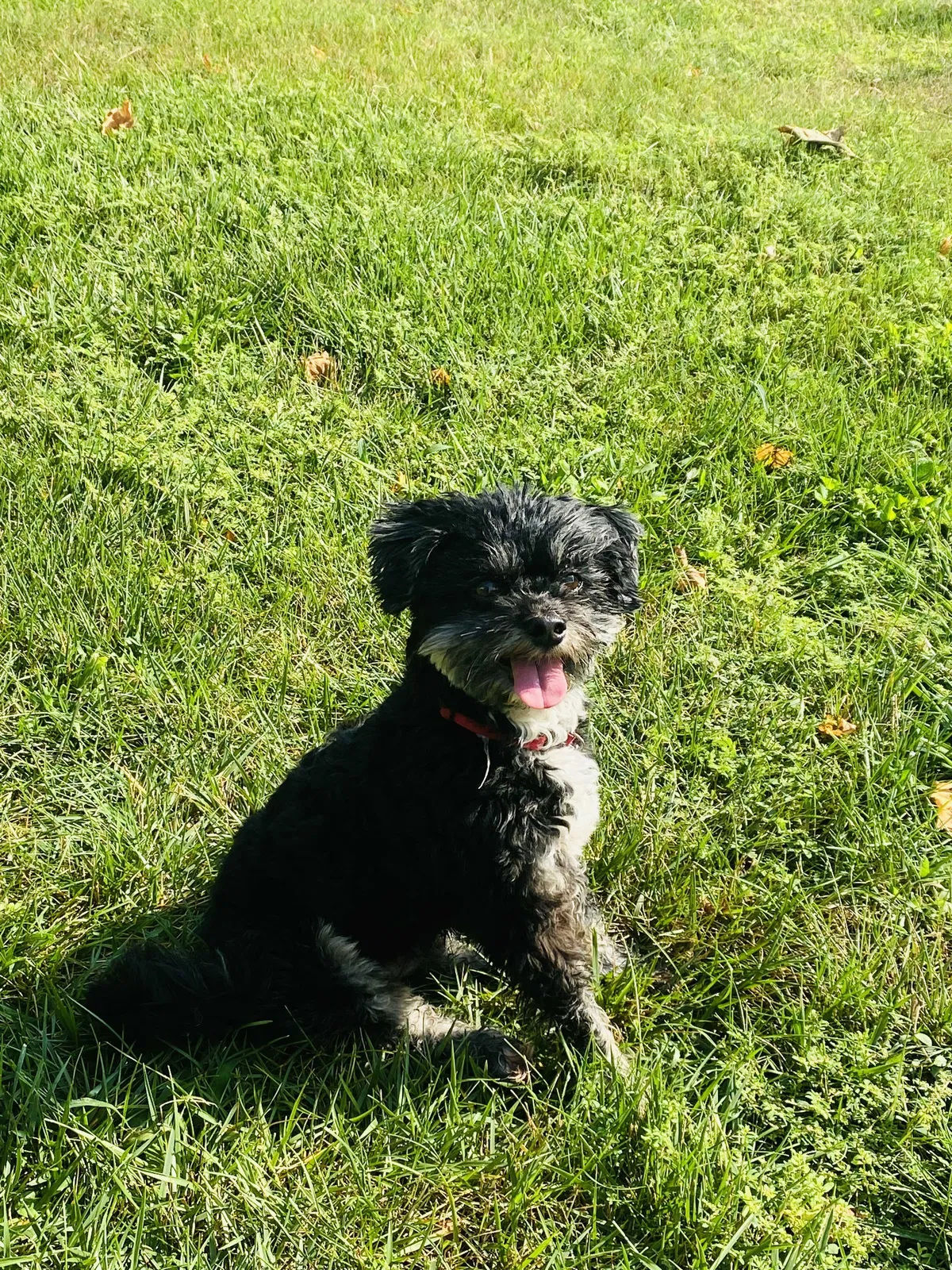Lost dog in Unknown, NJ, 8614