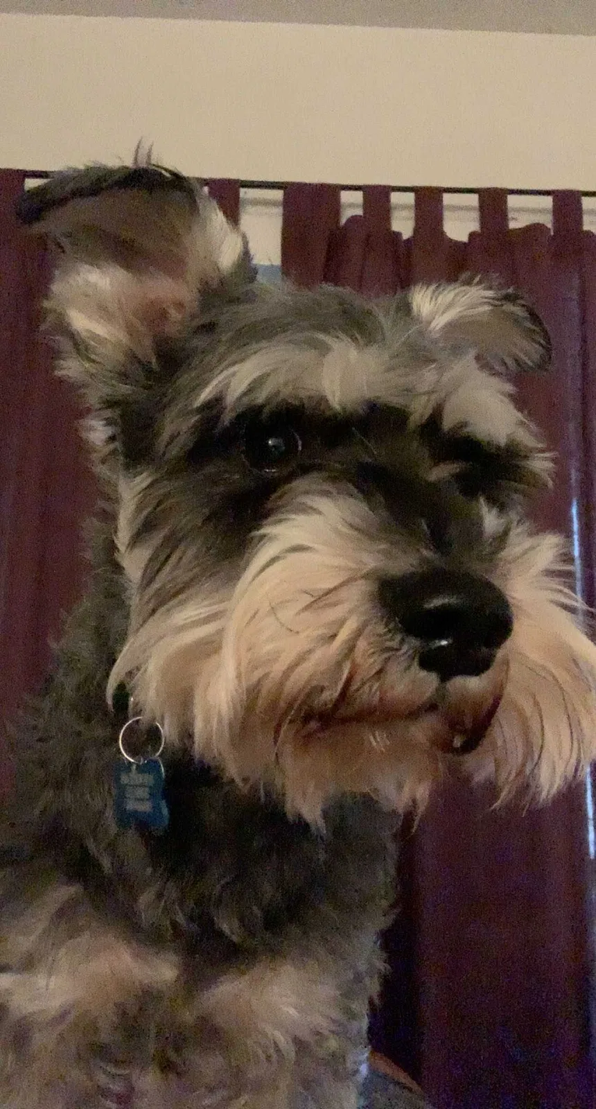 Lost dog in Donna, TX, 78537