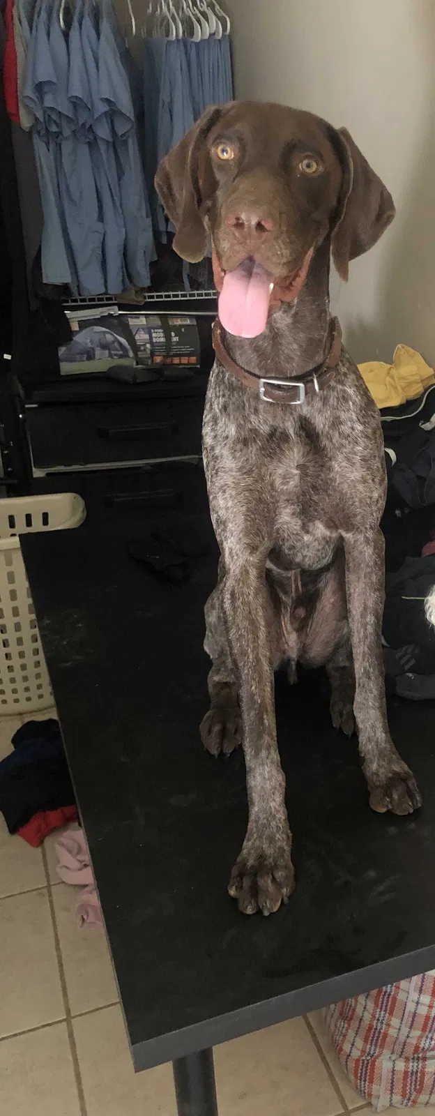 Lost dog in Glendale, AZ, 85301