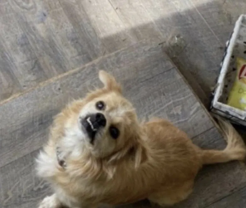Lost dog in Greenville, TX, 75402