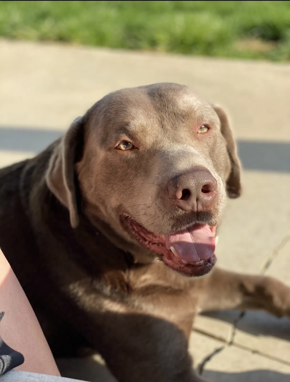 Lost dog in Parker City, IN, 47368