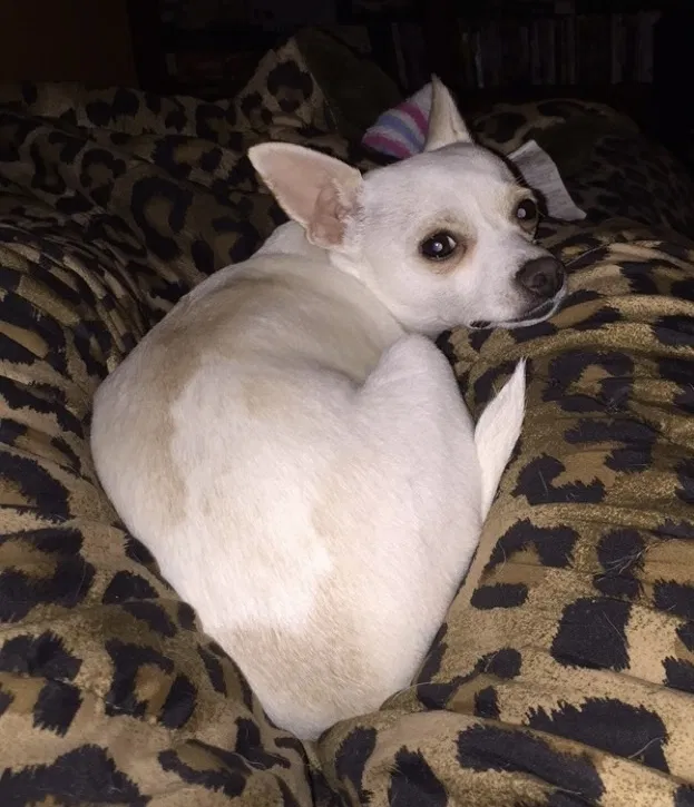 Lost dog in Oklahoma City, OK, 73120