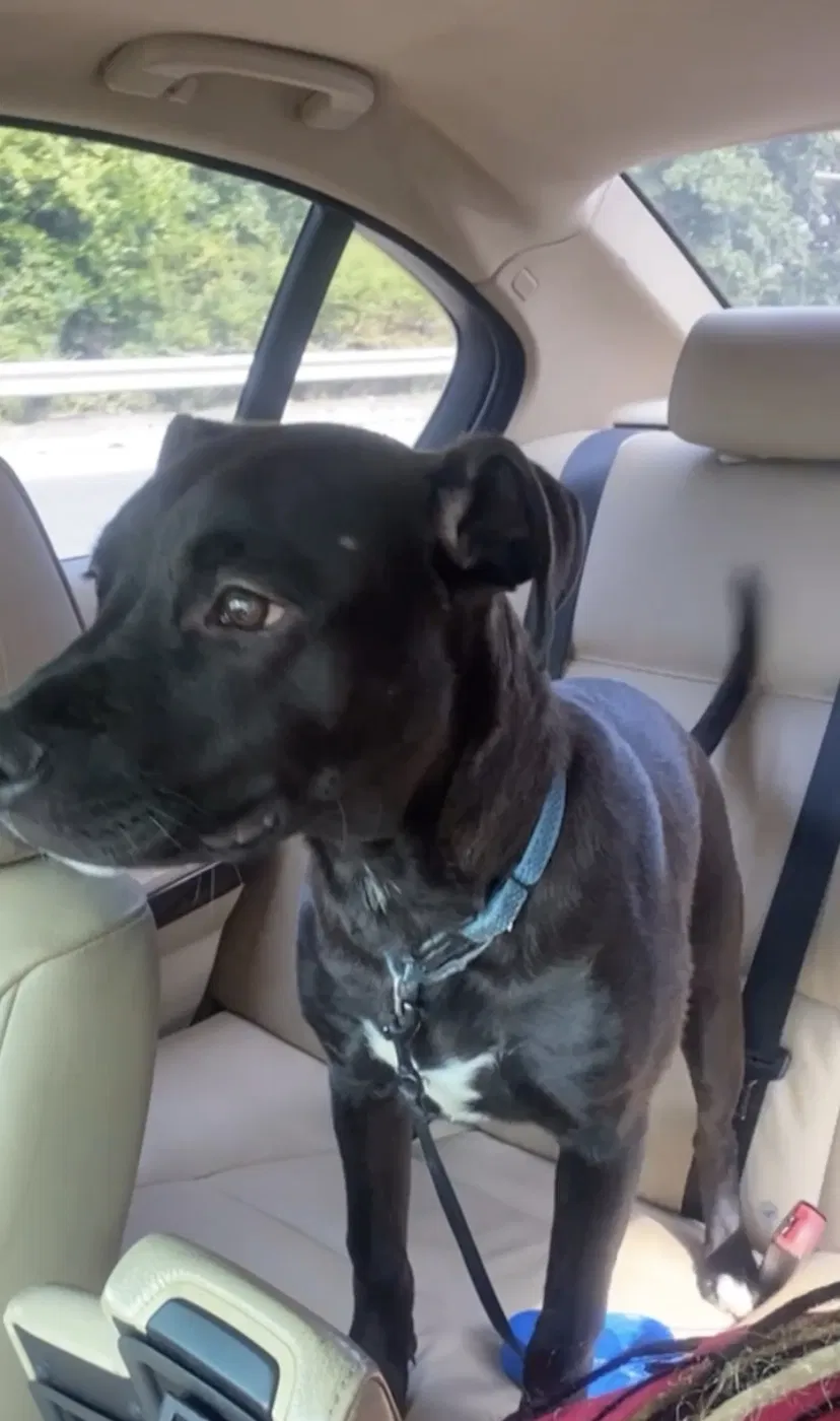 Lost dog in Charlotte, NC, 28206