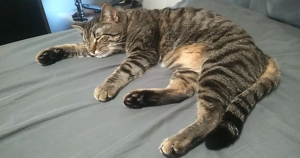 Lost cat in Grand Rapids, MI, 49544