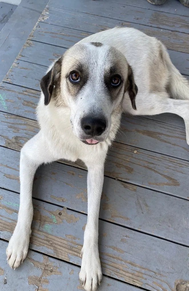 Lost dog in Del Valle, TX, 78617