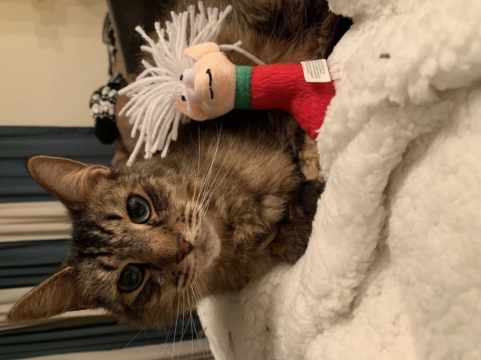 Lost cat in Brick, NJ, 8724