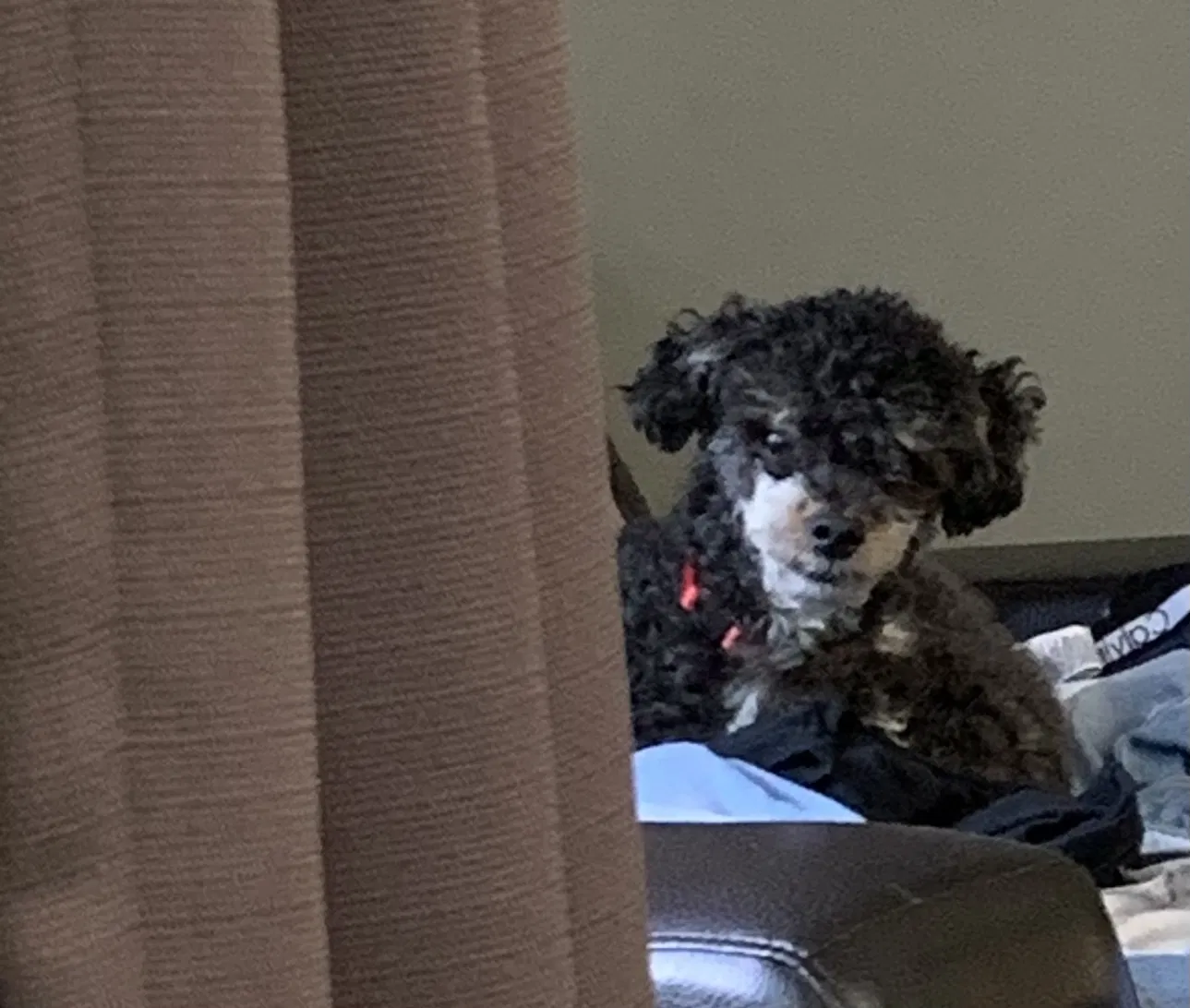 Lost dog in Oxnard, CA, 93036
