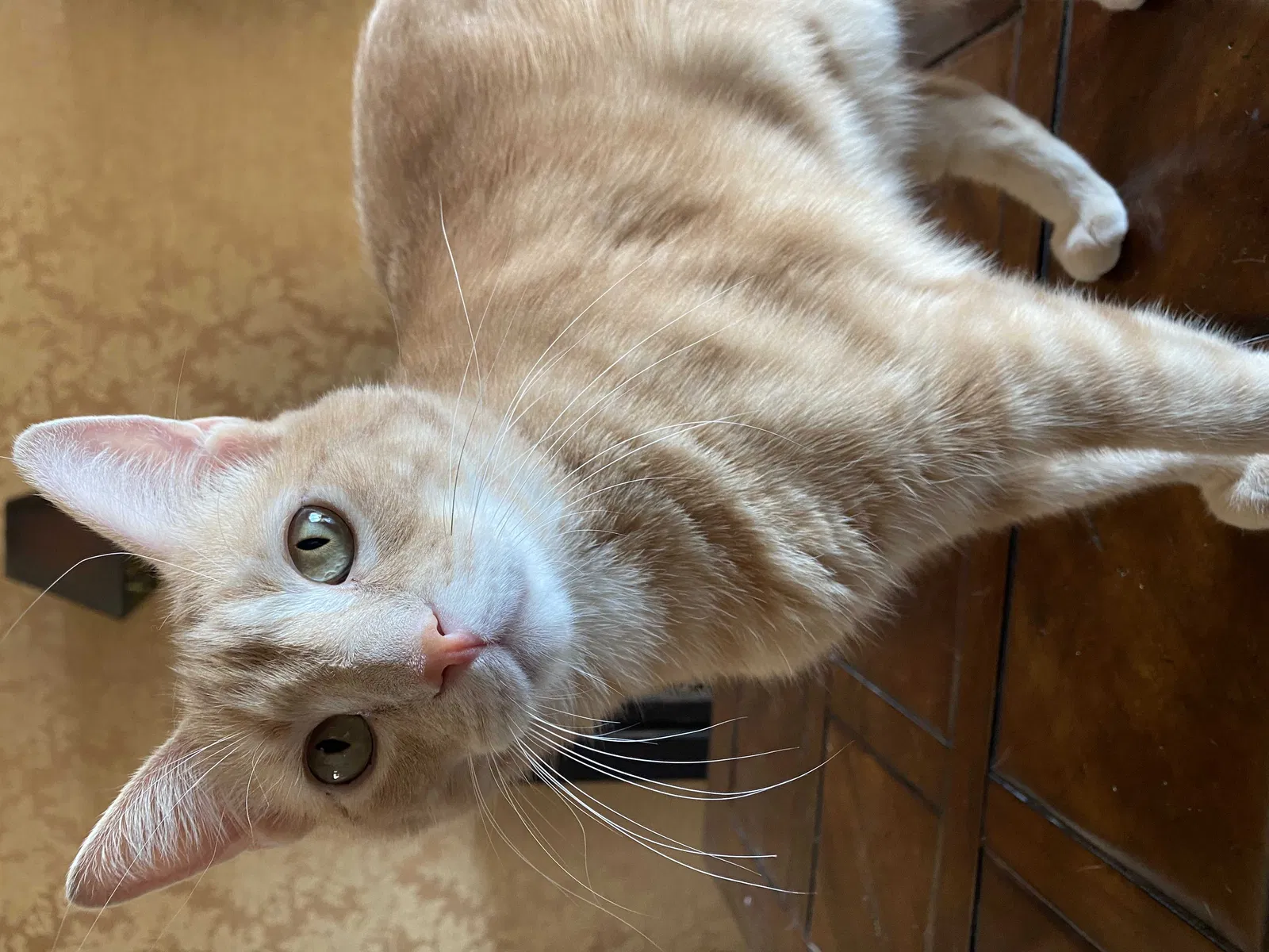 Lost cat in Scottsdale, AZ, 85259