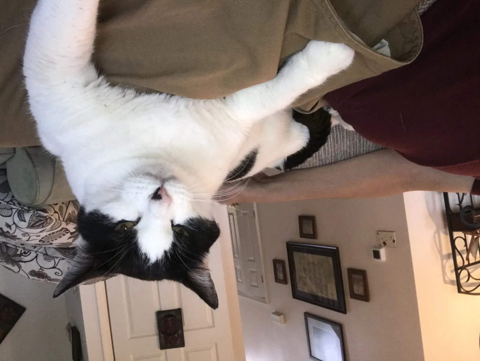 Lost cat in Crownsville, MD, 21032