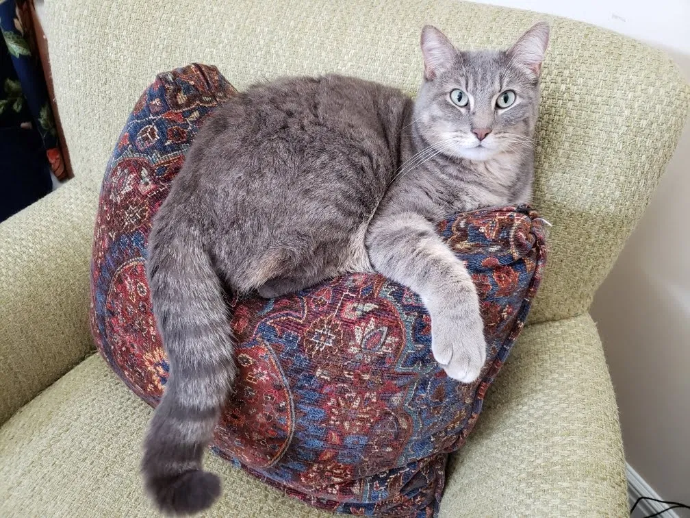 Lost cat in Colorado Springs, CO, 80921