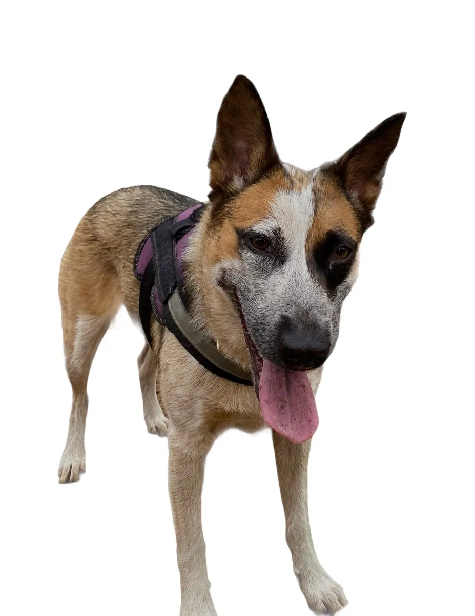 Lost dog in Lemon Grove, CA, 91945