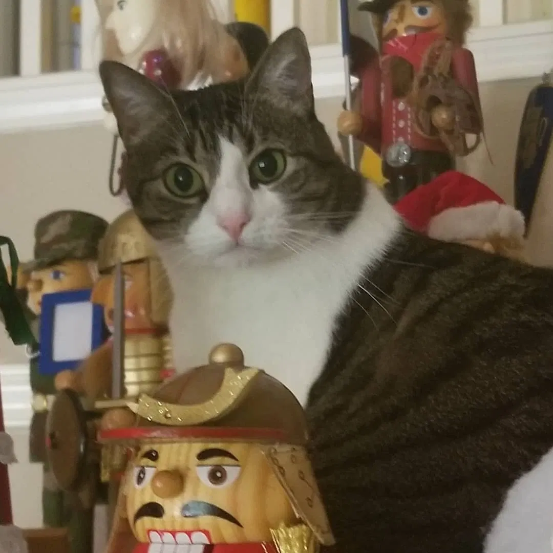 Lost cat in Austin, TX, 78739