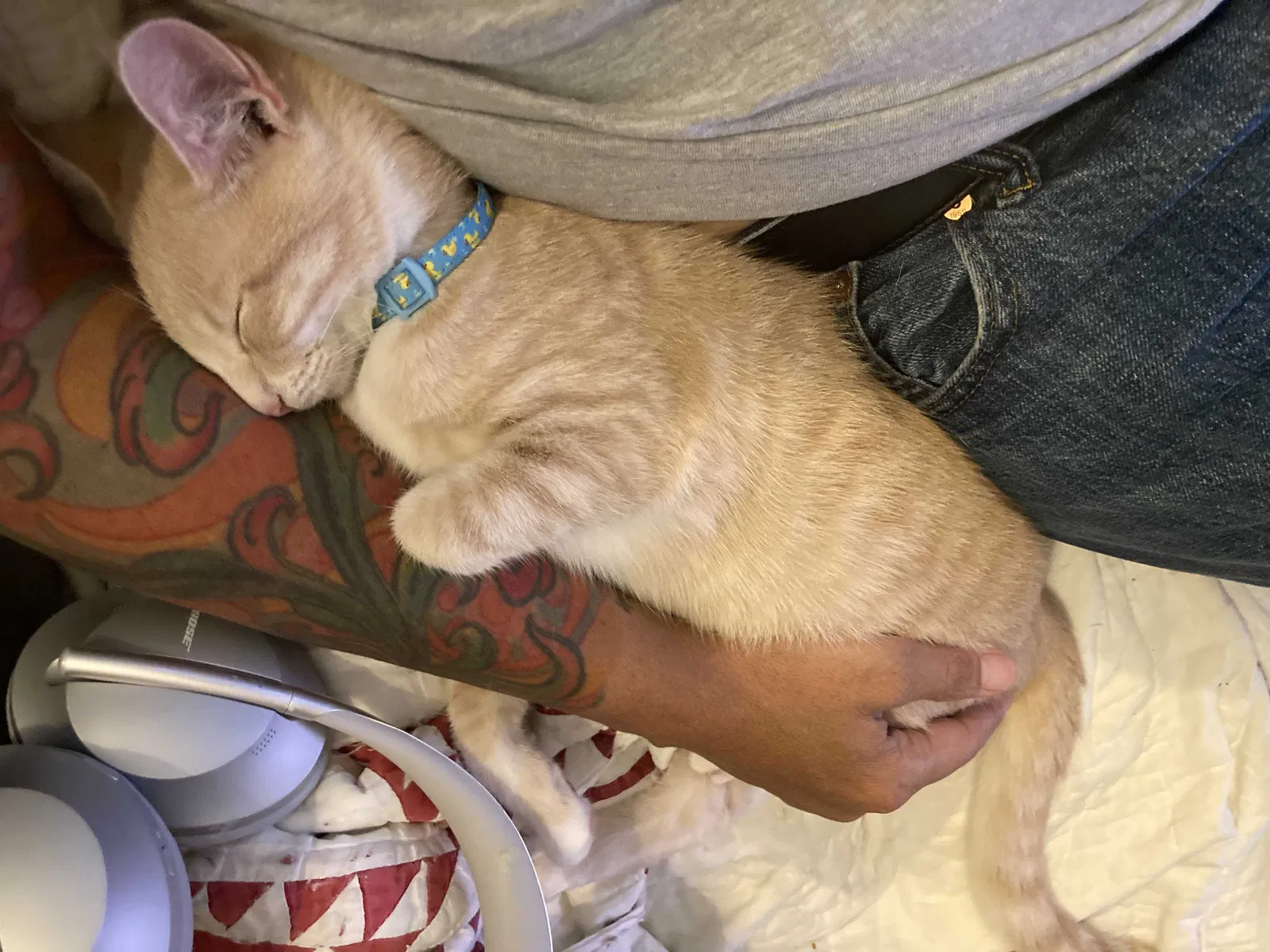 Lost cat in York, PA, 17401