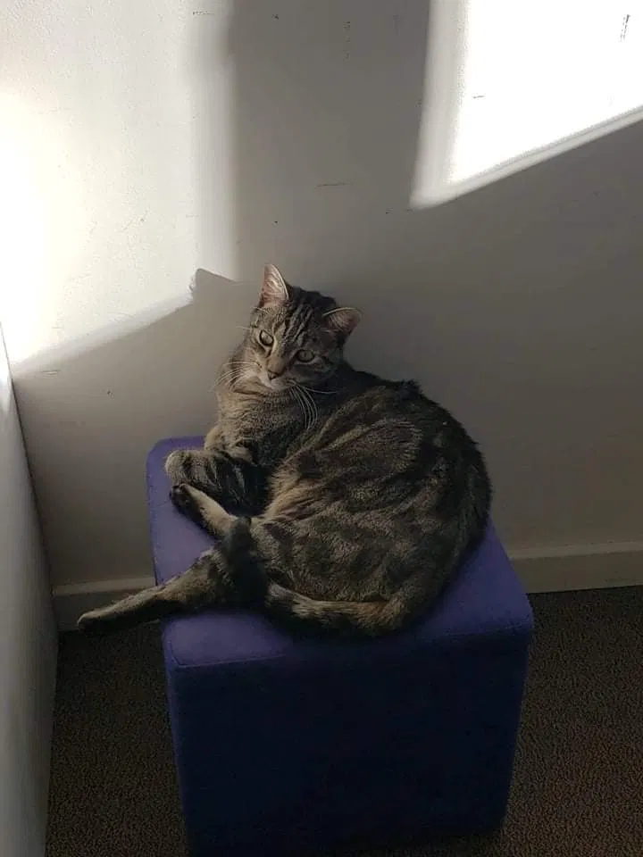Lost cat in Murfreesboro, TN, 37128