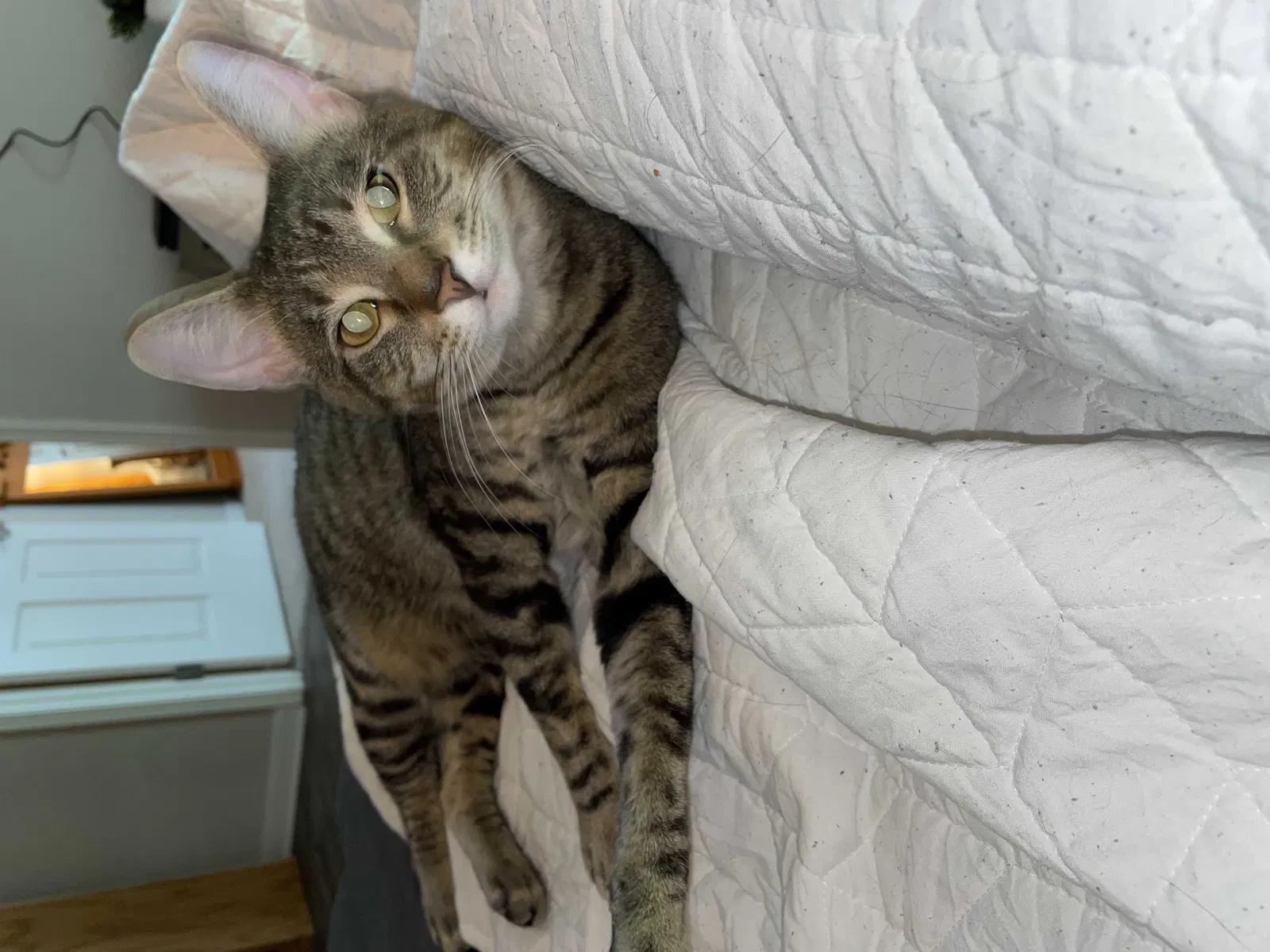 Lost cat in Columbus, GA, 31909