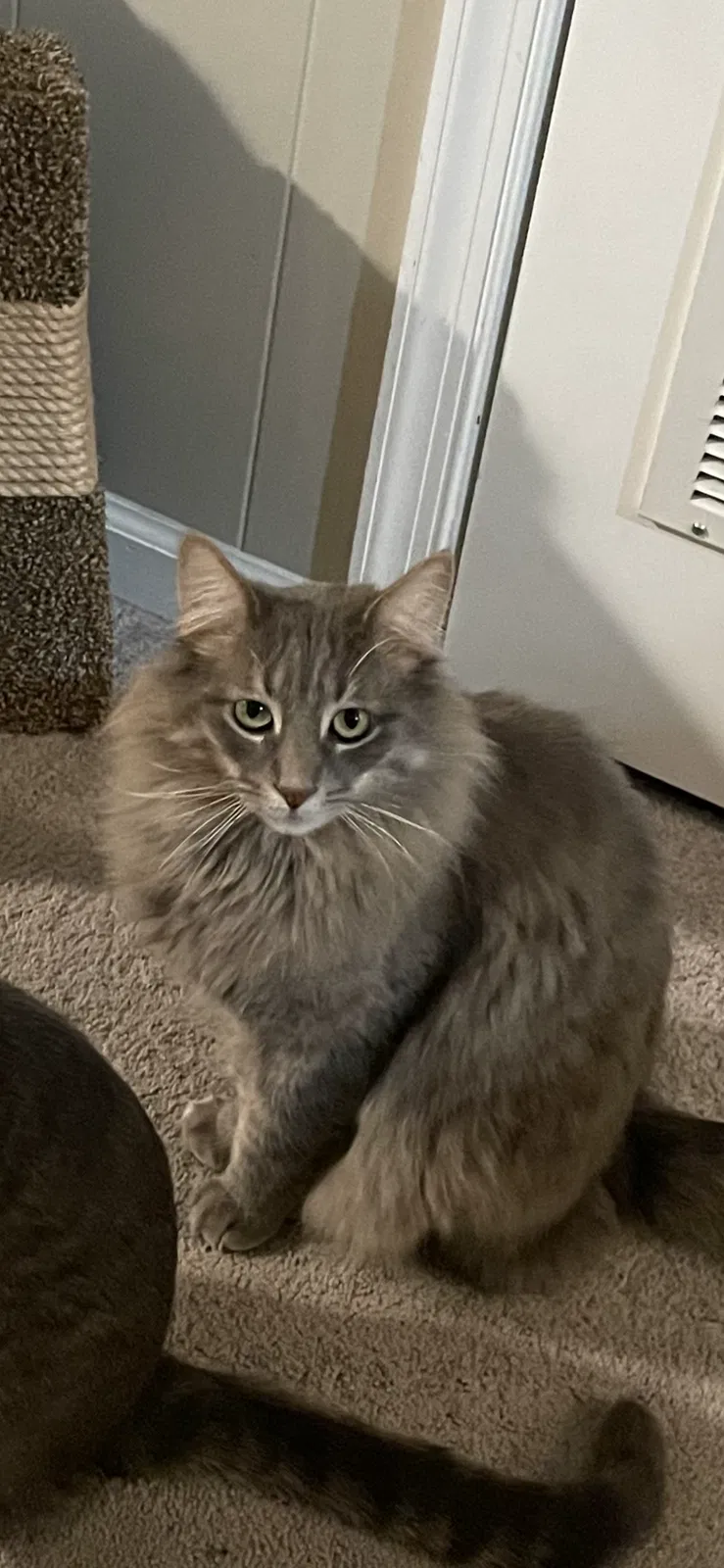 Lost cat in Hatboro, PA, 19040