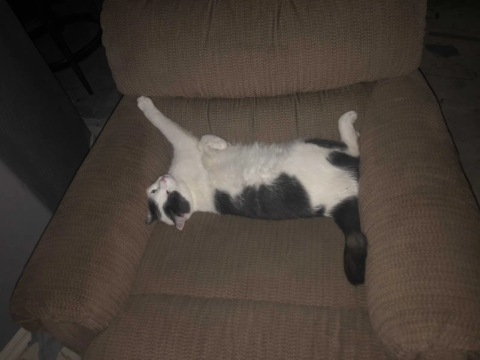 Lost cat in Gilbert, AZ, 85233