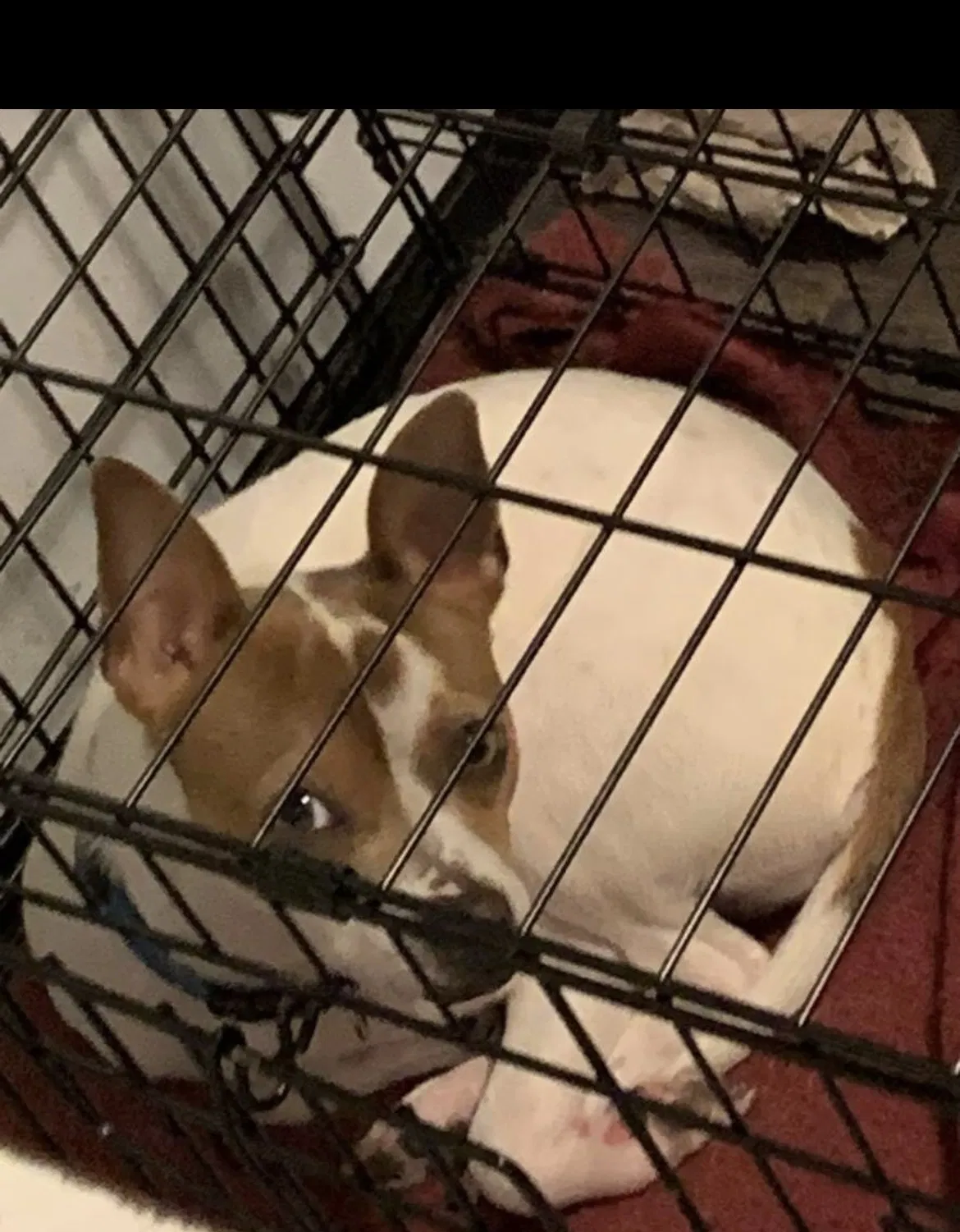 Lost dog in Garland, TX, 75040